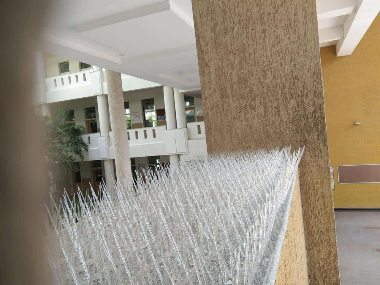 Pigeon Safety Nets